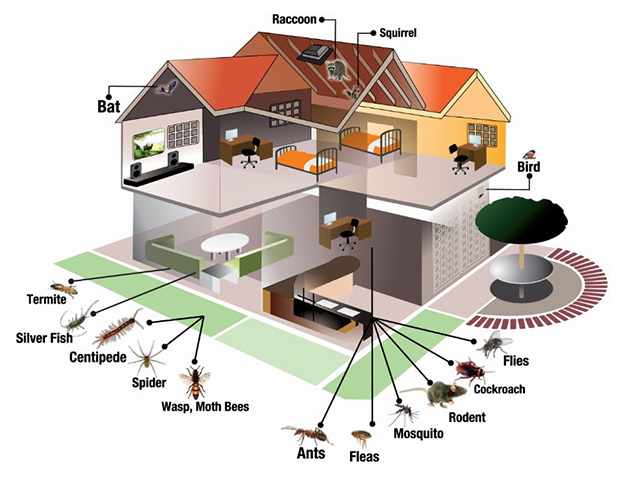 Pest Control Services Consultants in Islamabad